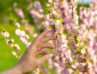Çalılar ağaç dalı el çiçekli pembe
