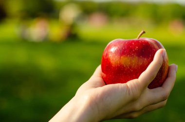 Elinde elma ağaçları yeşil güneş doğa arka plan bırakır.