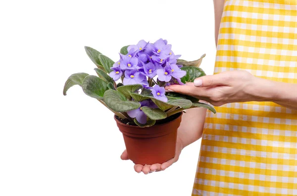 Mujer en delantal en las manos planta en maceta violeta — Foto de Stock