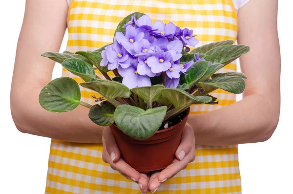 Nő kezében növény pot lila kötény — Stock Fotó