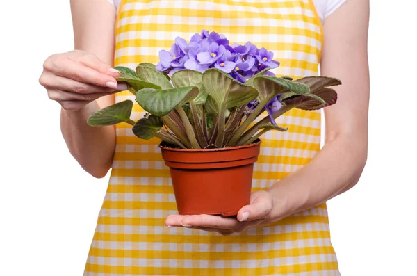 Mujer en delantal en las manos planta en maceta violeta — Foto de Stock