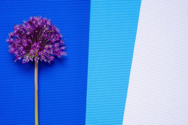 Flor de Allium sobre fondo colorido —  Fotos de Stock