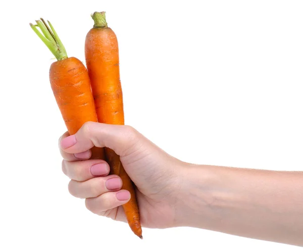 Carrot vegetable in hand — Stock Photo, Image