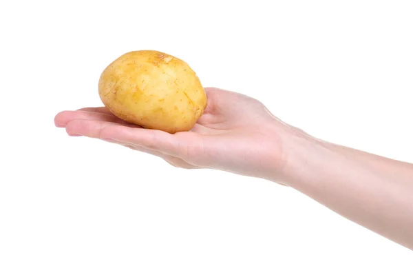 Patate in mano — Foto Stock