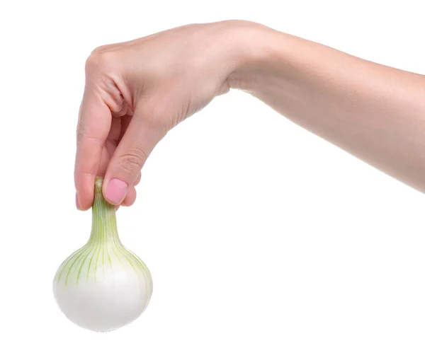 Młode białe cebule w dłoni — Zdjęcie stockowe