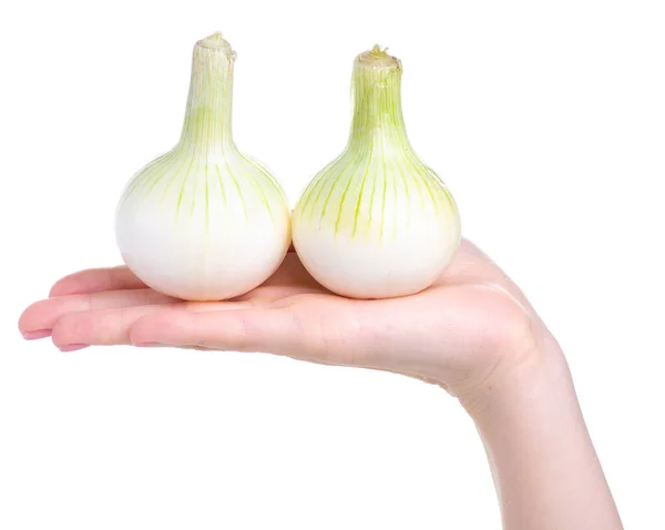 Młode białe cebule w dłoni — Zdjęcie stockowe