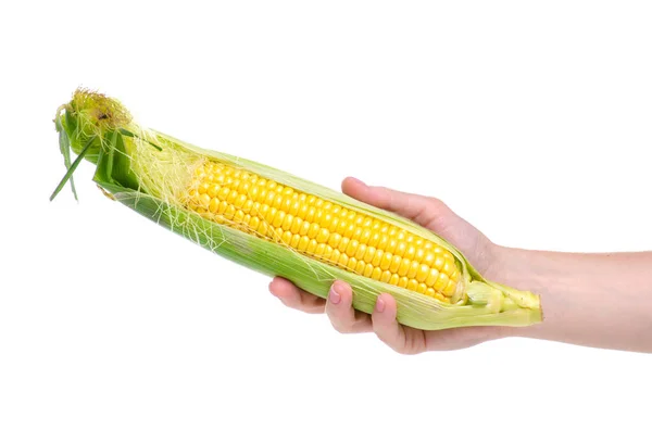 Kukuřice čerstvé jídlo v ruce — Stock fotografie