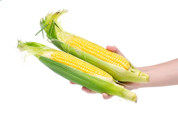 Corn fresh food in hand — Stock Photo, Image