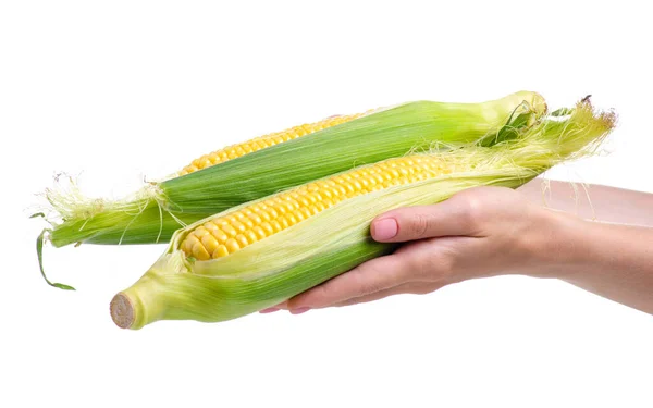 Maíz alimentos frescos en la mano — Foto de Stock