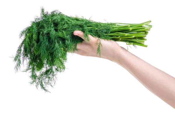 Dill in de hand — Stockfoto