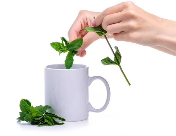 Beker met verse groene munt in de hand — Stockfoto