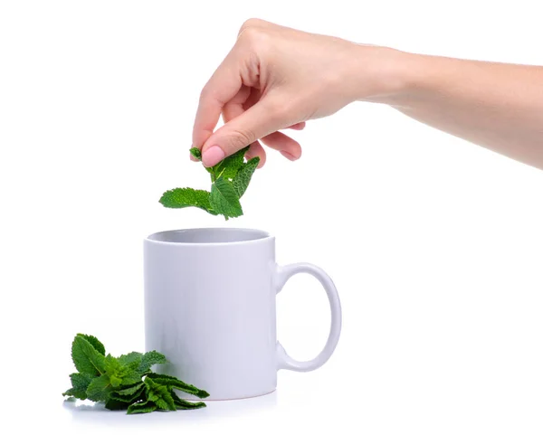 Чашка со свежей зеленой мятой в руке — стоковое фото