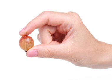 Bektaşi üzümü meyvesi elinde.