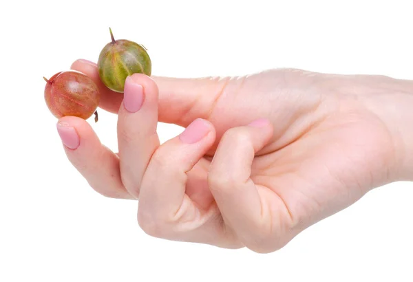 Gooseberry fructe de fructe în mână — Fotografie, imagine de stoc