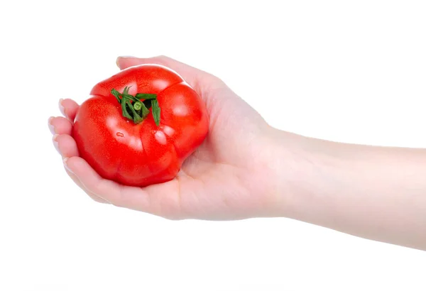 Κόκκινες ώριμες ντομάτες στο χέρι — Φωτογραφία Αρχείου