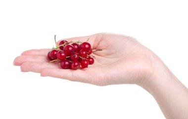 Kırmızı frenk üzümü elinde