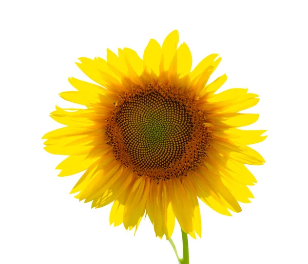 Sunflower flower nature — Stock Photo, Image