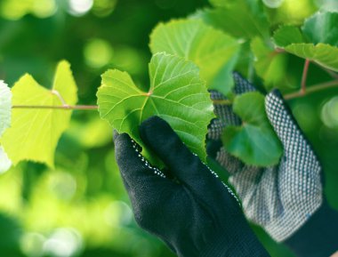 Bahçe işlerinde çalışan bir kadın, üzüm yaprağı.