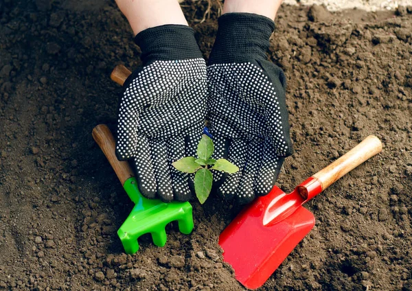 Woman in working gloves working in ground with gardening tools, plants a plant