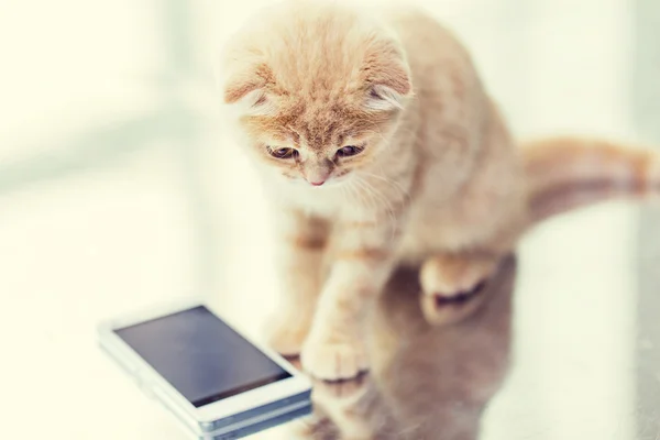 Close-up de escocês dobra gatinho com smartphone — Fotografia de Stock