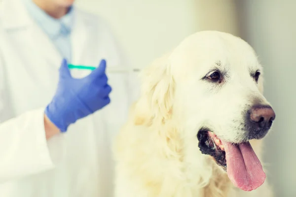 Close-up de veterinário fazendo vacina para cão na clínica — Fotografia de Stock