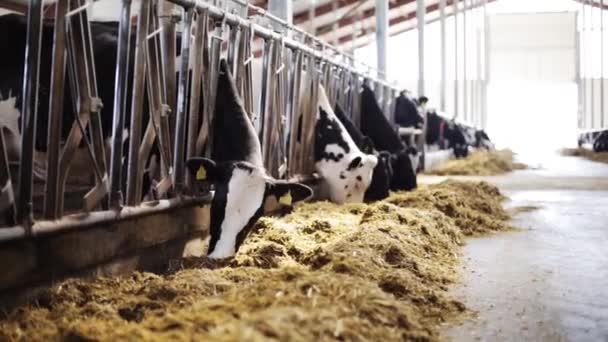 Стадо корів, що їдять сіно в коров'ячому сараї на молочній фермі — стокове відео