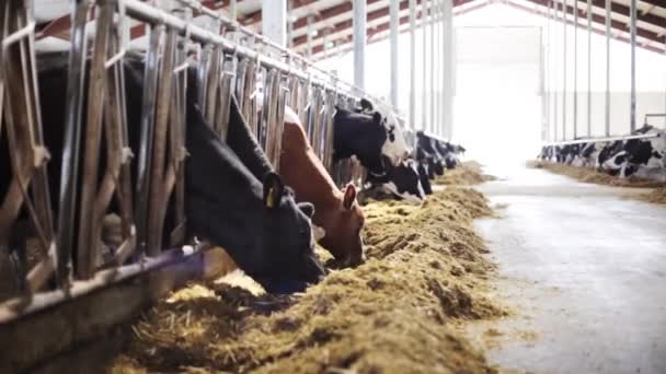 Kudde koeien die hooi eten in een koeienstal op een melkveebedrijf — Stockvideo