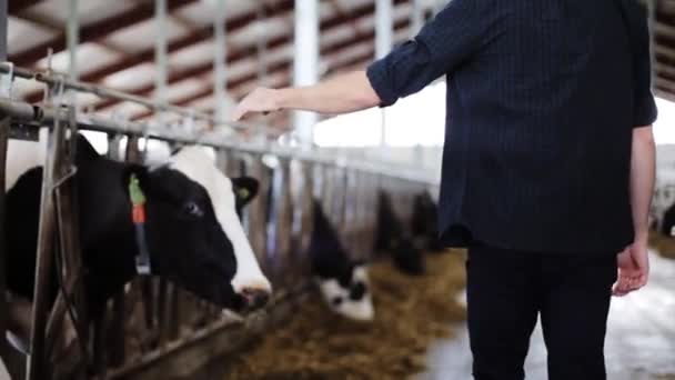 Homme ou agriculteur avec des vaches dans une étable dans une exploitation laitière — Video