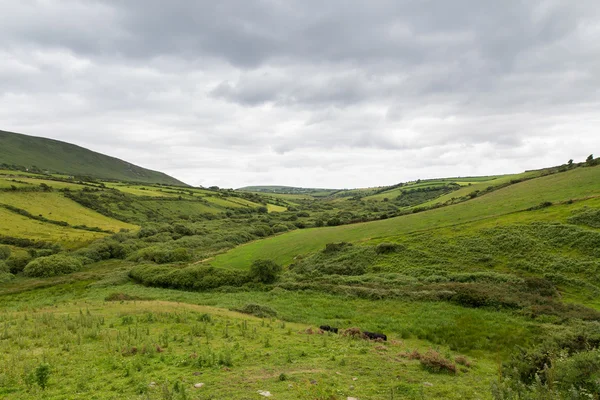 İrlanda vahşi atlantik yolu tarım arazileri — Stok fotoğraf