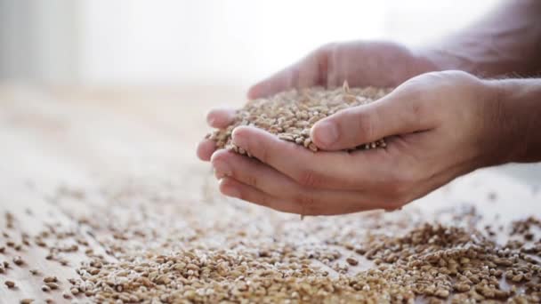 Agricultores machos mãos segurando malte ou grãos de cereais — Vídeo de Stock