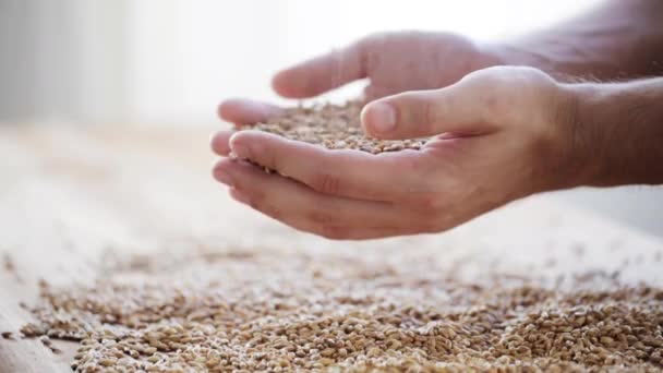 Hombres agricultores manos que sostienen granos de malta o cereales — Vídeos de Stock