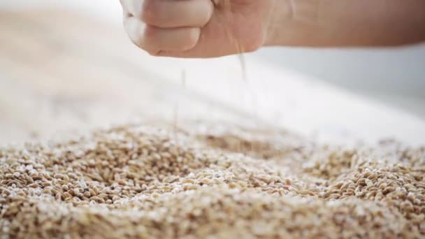 男性农民手浇注的麦芽或谷物颗粒 — 图库视频影像