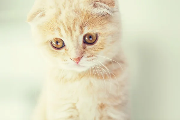 Close up of scottish fold kitten — Stock Photo, Image