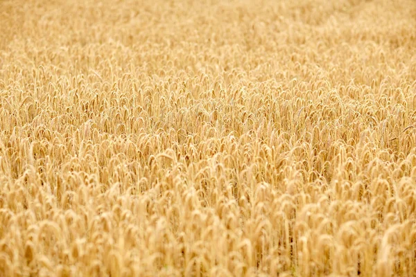 Az érett rozs or búza spikelets gabona területen — Stock Fotó