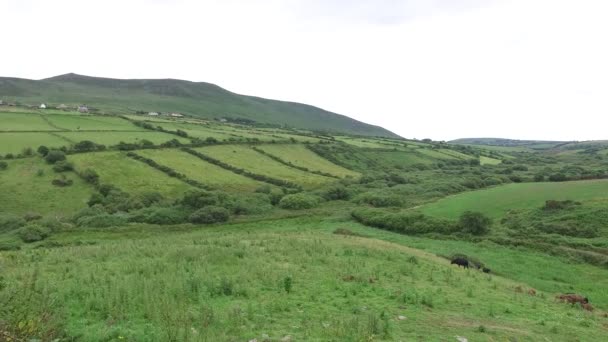 Campo de terras agrícolas em forma atlântica selvagem na Irlanda 74 — Vídeo de Stock