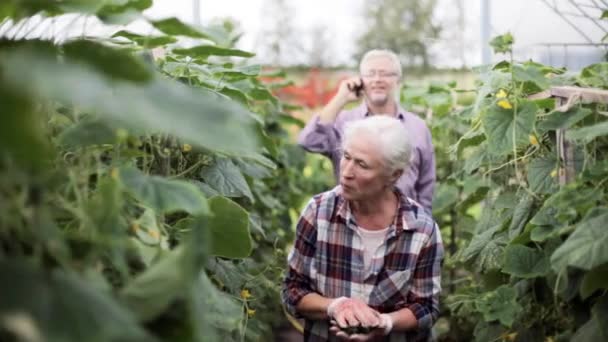 Пожилая женщина собирает огурцы в оранжерее — стоковое видео