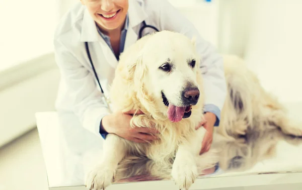 Close-up de veterinário com cão retriever na clínica — Fotografia de Stock