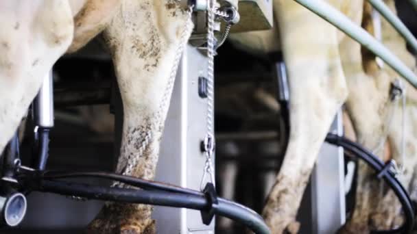 Traire les vaches avec du lait maternel à la ferme laitière — Video