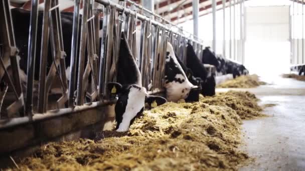 Manada de vacas comendo feno em estábulo na fazenda leiteira — Vídeo de Stock
