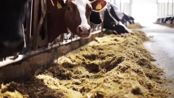 Manada de vacas que comen heno en establo de la granja lechera — Vídeo de stock