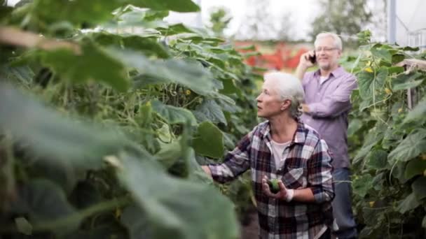 Anciana recogiendo pepinos en invernadero de granja — Vídeos de Stock