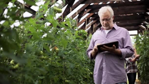 Old man with tablet pc in greenhouse on farm — Stock Video