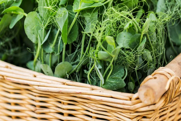 Close up of pea or bean seedling in wicker basket — Stock Photo, Image