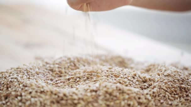 Gli agricoltori maschi versano a mano malto o cereali — Video Stock