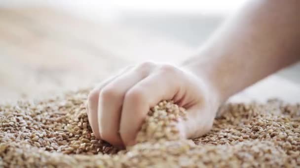 Hombres agricultores mano verter malta o granos de cereales — Vídeo de stock