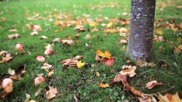 Manzanas caídas bajo el árbol de otoño — Vídeo de stock