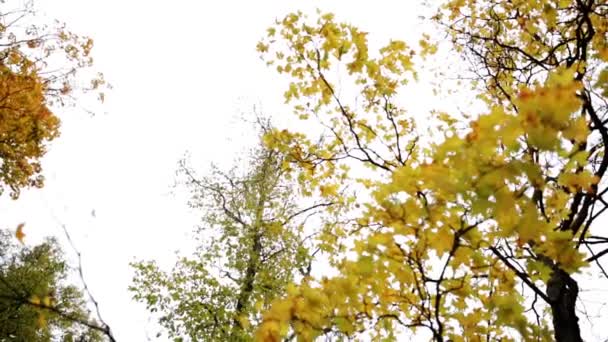 Jesień las z różnych drzew nad niebo — Wideo stockowe