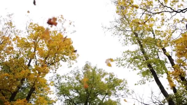 Herbstwald mit verschiedenen Bäumen über dem Himmel — Stockvideo