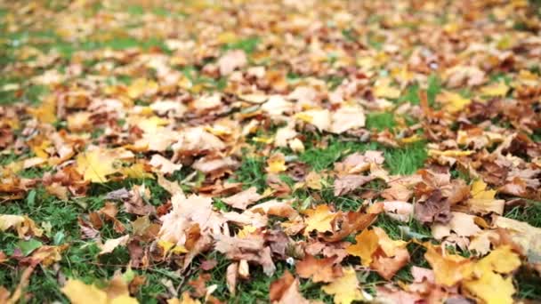 Opadłych liści jesień klon na łące — Wideo stockowe
