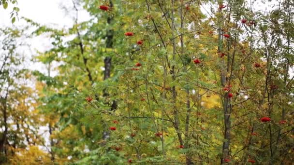 Őszi erdő rowan tree és a madarak — Stock videók